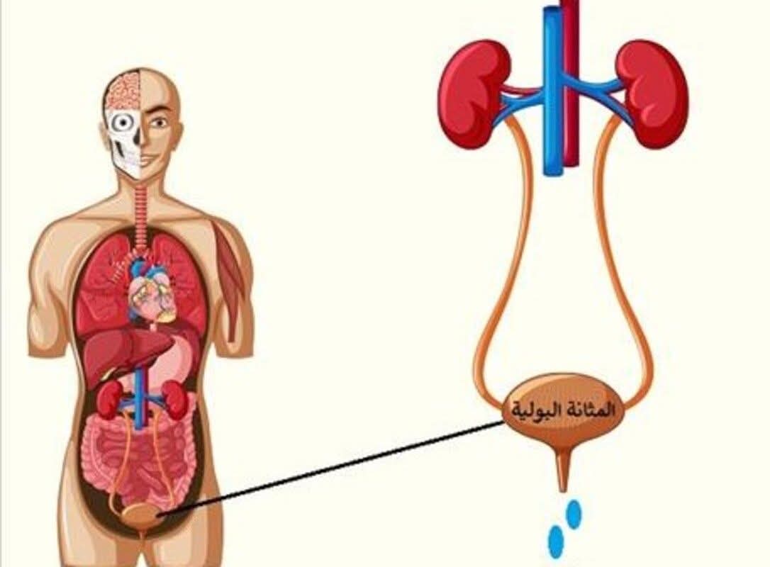 دكتوره اماني احمد سليمان استشاري اول جراحه مسالك بوليه